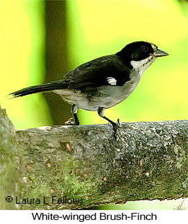 White-winged Brushfinch - © Laura L Fellows and Exotic Birding LLC