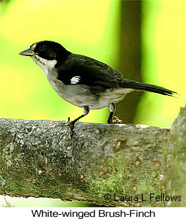 White-winged Brushfinch - © Laura L Fellows and Exotic Birding LLC