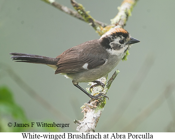White-winged Brushfinch - &copy; James F Wittenberger and Exotic Birding LLC
