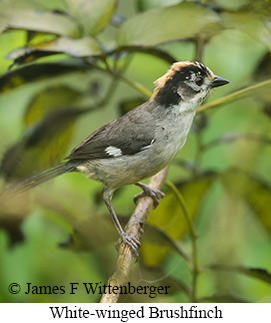 White-winged Brushfinch - &copy; James F Wittenberger and Exotic Birding LLC