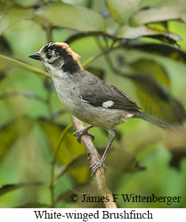 White-winged Brushfinch - &copy; James F Wittenberger and Exotic Birding LLC