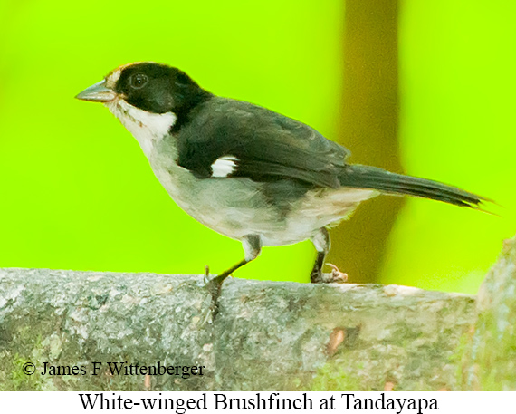 White-winged Brushfinch - &copy; James F Wittenberger and Exotic Birding LLC