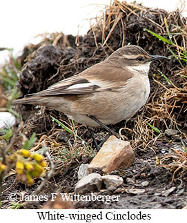 White-winged Cinclodes - © James F Wittenberger and Exotic Birding LLC