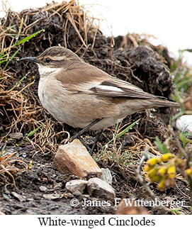 White-winged Cinclodes - © James F Wittenberger and Exotic Birding LLC