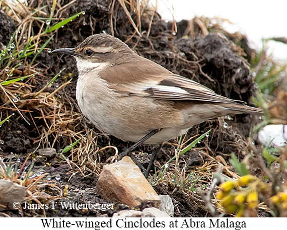 White-winged Cinclodes - © James F Wittenberger and Exotic Birding LLC