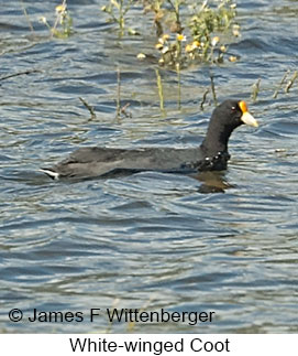 White-winged Coot - © James F Wittenberger and Exotic Birding LLC White-winged Coot - © James F Wittenberger and Exotic Birding LLC