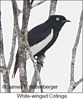 White-winged Cotinga - © James F Wittenberger and Exotic Birding LLC