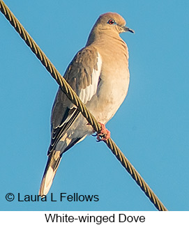 White-winged Dove - &copy; Laura L Fellows and Exotic Birding LLC