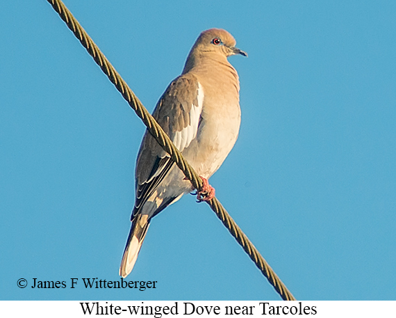 White-winged Dove - &copy; James F Wittenberger and Exotic Birding LLC