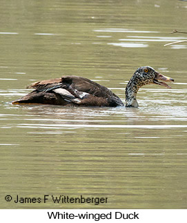 White-winged Duck - &copy; James F Wittenberger and Exotic Birding LLC