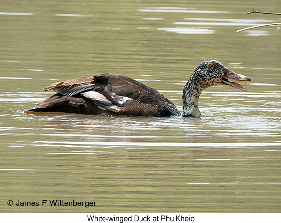 White-winged Duck - © James F Wittenberger and Exotic Birding LLC