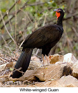 White-winged Guan - © Laura L Fellows and Exotic Birding LLC
