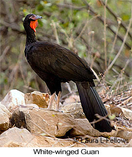 White-winged Guan - © Laura L Fellows and Exotic Birding LLC