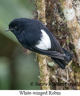 White-winged Robin - © James F Wittenberger and Exotic Birding LLC