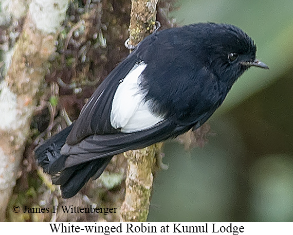 White-winged Robin - © James F Wittenberger and Exotic Birding LLC