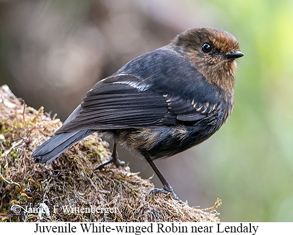 White-winged Robin - © James F Wittenberger and Exotic Birding LLC