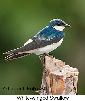 White-winged Swallow - © Laura L Fellows and Exotic Birding LLC