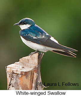 White-winged Swallow - © Laura L Fellows and Exotic Birding LLC White-winged Swallow - © Laura L Fellows and Exotic Birding LLC