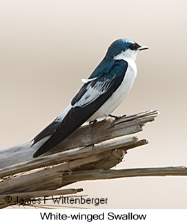 White-winged Swallow - © James F Wittenberger and Exotic Birding LLC