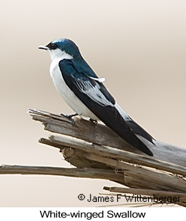 White-winged Swallow - © James F Wittenberger and Exotic Birding LLC