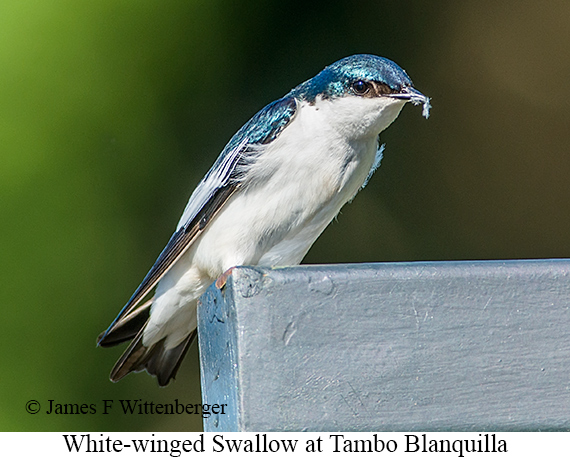 White-winged Swallow - © James F Wittenberger and Exotic Birding LLC