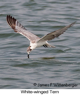 White-winged Tern - © James F Wittenberger and Exotic Birding LLC