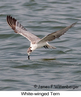 White-winged Tern - &copy; James F Wittenberger and Exotic Birding LLC