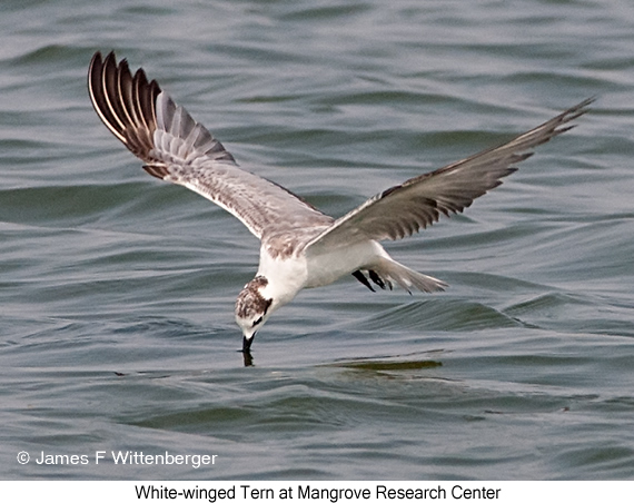 White-winged Tern - © James F Wittenberger and Exotic Birding LLC