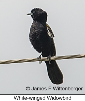 White-winged Widowbird - © James F Wittenberger and Exotic Birding LLC White-winged Widowbird - © James F Wittenberger and Exotic Birding LLC