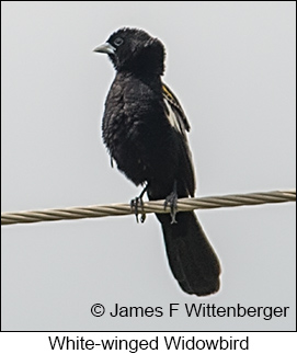 White-winged Widowbird - © James F Wittenberger and Exotic Birding LLC