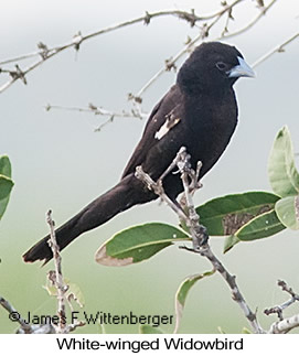 White-winged Widowbird - © James F Wittenberger and Exotic Birding LLC White-winged Widowbird - © James F Wittenberger and Exotic Birding LLC