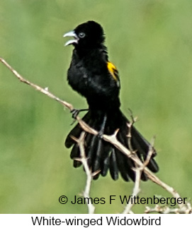 White-winged Widowbird - © James F Wittenberger and Exotic Birding LLC White-winged Widowbird - © James F Wittenberger and Exotic Birding LLC