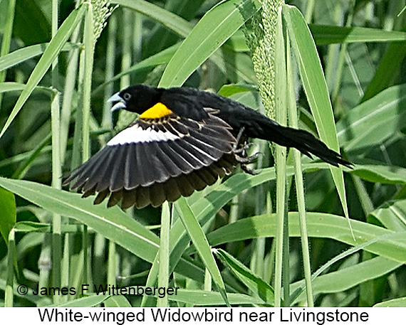 White-winged Widowbird - © James F Wittenberger and Exotic Birding LLC White-winged Widowbird - © James F Wittenberger and Exotic Birding LLC