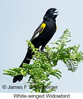 White-winged Widowbird - © James F Wittenberger and Exotic Birding LLC