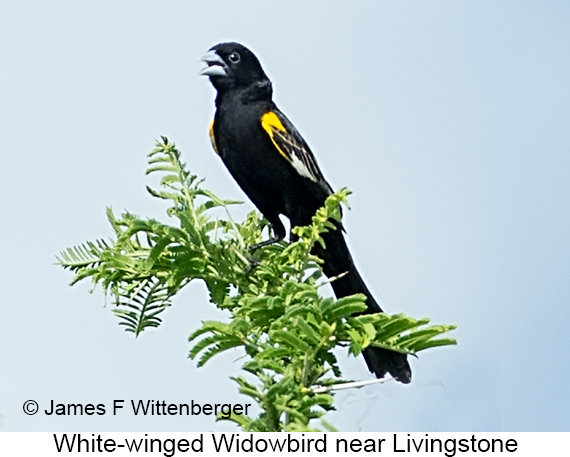 White-winged Widowbird - © James F Wittenberger and Exotic Birding LLC White-winged Widowbird - © James F Wittenberger and Exotic Birding LLC
