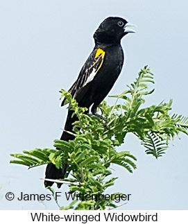 White-winged Widowbird - © James F Wittenberger and Exotic Birding LLC White-winged Widowbird - © James F Wittenberger and Exotic Birding LLC