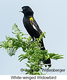 White-winged Widowbird - © James F Wittenberger and Exotic Birding LLC