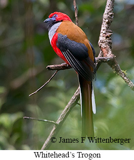 Whitehead's Trogon - © James F Wittenberger and Exotic Birding LLC