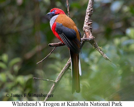 Whitehead's Trogon - © James F Wittenberger and Exotic Birding LLC