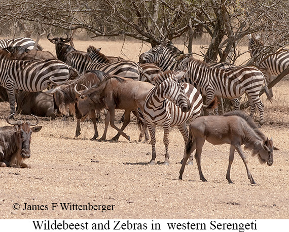 Wildebeest Zebras - © The Photographer and Exotic Birding LLC