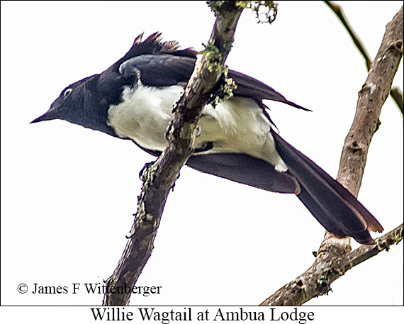 Willie-wagtail - © James F Wittenberger and Exotic Birding LLC