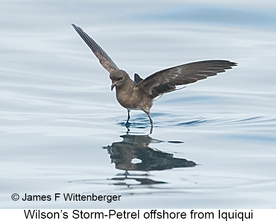 Wilson's Storm-Petrel - © James F Wittenberger and Exotic Birding LLC Wilson's Storm-Petrel - © James F Wittenberger and Exotic Birding LLC