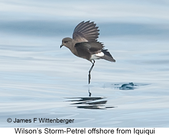 Wilson's Storm-Petrel - © James F Wittenberger and Exotic Birding LLC Wilson's Storm-Petrel - © James F Wittenberger and Exotic Birding LLC