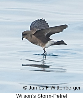 Wilson's Storm-Petrel - © James F Wittenberger and Exotic Birding LLC Wilson's Storm-Petrel - © James F Wittenberger and Exotic Birding LLC