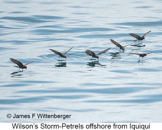 Wilson's Storm-Petrel - © James F Wittenberger and Exotic Birding LLC Wilson's Storm-Petrel - © James F Wittenberger and Exotic Birding LLC