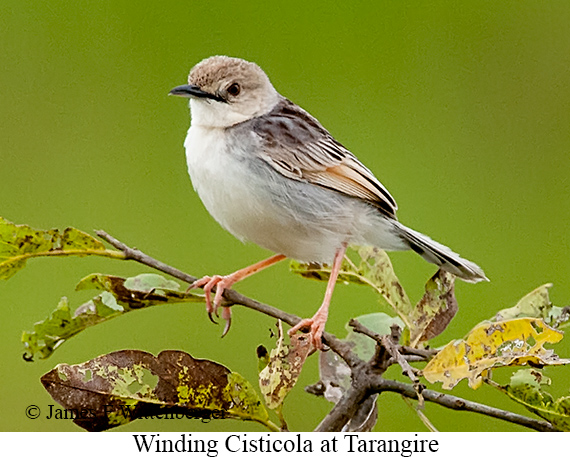 Winding Cisticola - © James F Wittenberger and Exotic Birding LLC