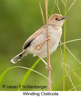 Winding Cisticola - © James F Wittenberger and Exotic Birding LLC