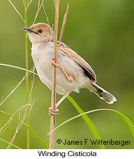 Winding Cisticola - © James F Wittenberger and Exotic Birding LLC Winding Cisticola - © James F Wittenberger and Exotic Birding LLC