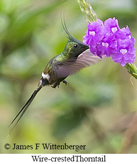 Wire-crested Thorntail - &copy; James F Wittenberger and Exotic Birding LLC