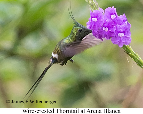 Wire-crested Thorntail - &copy; James F Wittenberger and Exotic Birding LLC